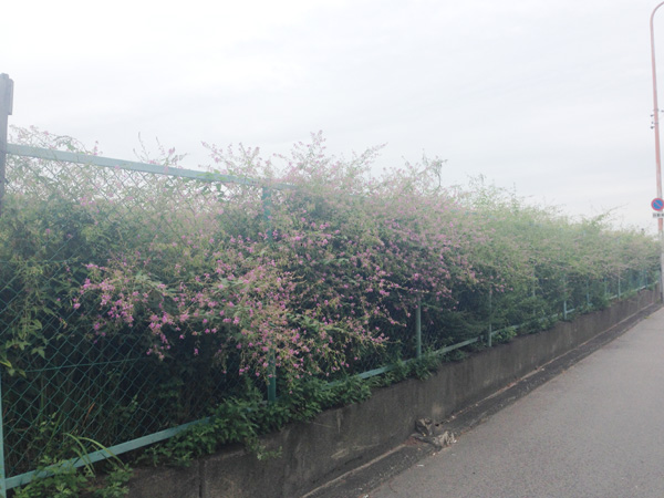 淀川の萩の花